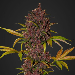 LSD-25 Auto (Fast Buds)