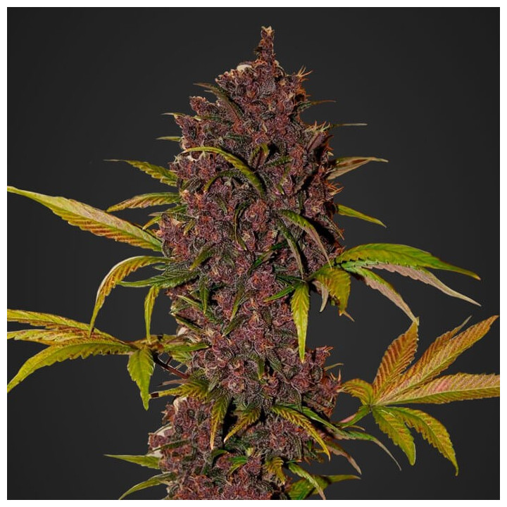 LSD-25 Auto (Fast Buds)