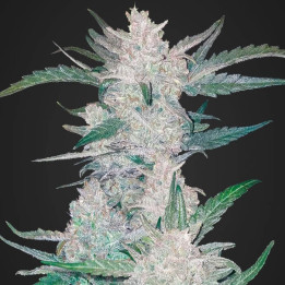 Mexican Airlines Auto (Fast Buds)