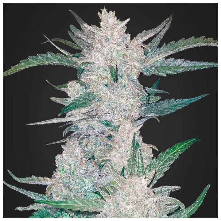 Mexican Airlines Auto (Fast Buds)