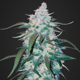 Pineapple Express Auto (Fast Buds)