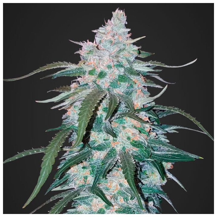 Pineapple Express Auto (Fast Buds)