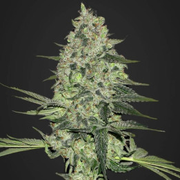 Rhino Ryder Auto (Fast Buds)