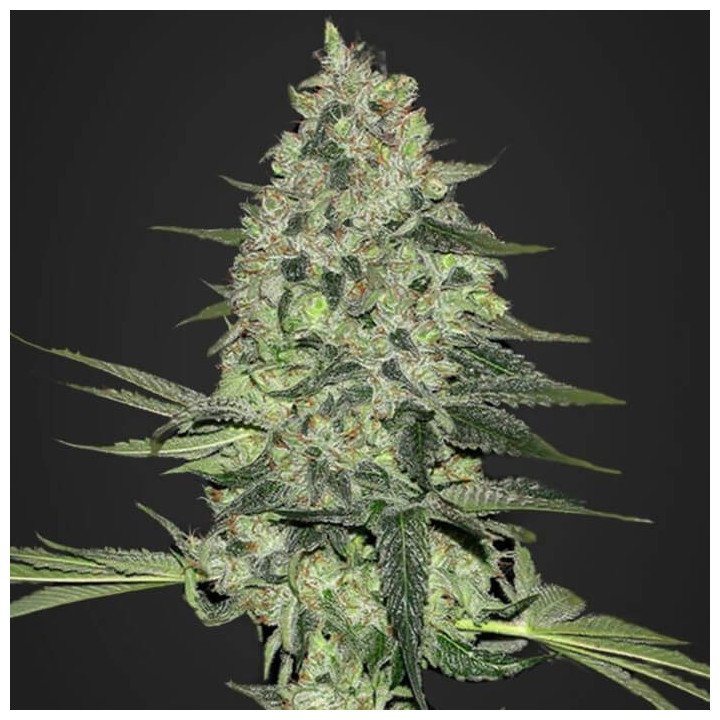 Rhino Ryder Auto (Fast Buds)