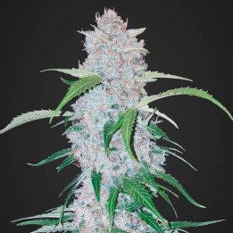 Six Shooter Auto (Fast Buds)