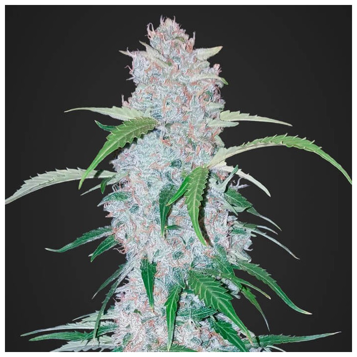 Six Shooter Auto (Fast Buds)