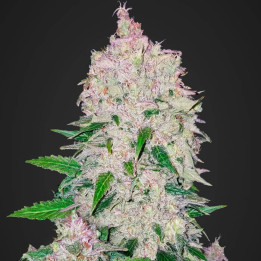 Stardawg Auto (Fast Buds)