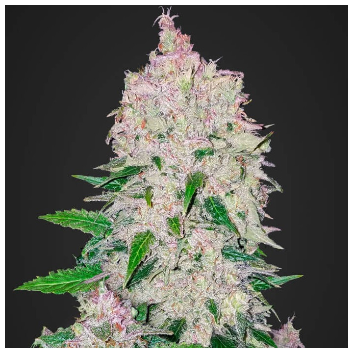 Stardawg Auto (Fast Buds)