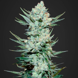 Tangie'matic (Fast Buds)