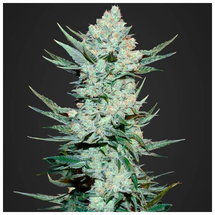 Tangie'matic (Fast Buds)