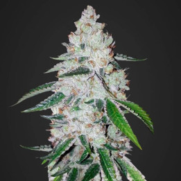 West Coast O.G. Auto (Fast Buds)