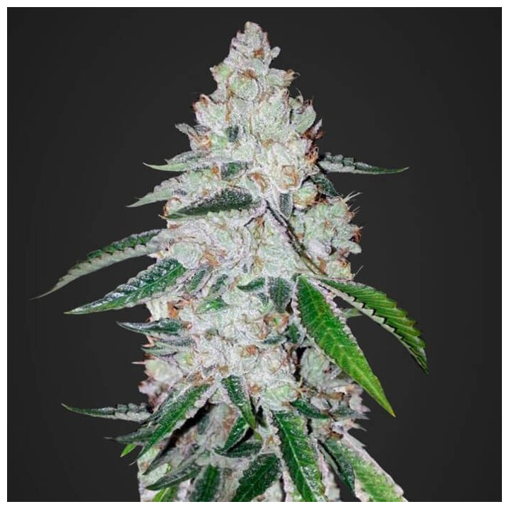 West Coast O.G. Auto (Fast Buds)