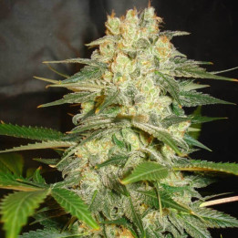 Afghan Kush Ryder (World of Seeds)
