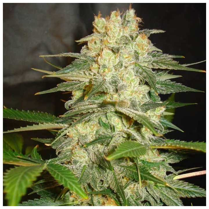 Afghan Kush Ryder (World of Seeds)