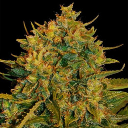 Northern Light X Big Bud Ryder (World of Seeds)