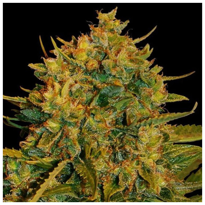Northern Light X Big Bud Ryder (World of Seeds)