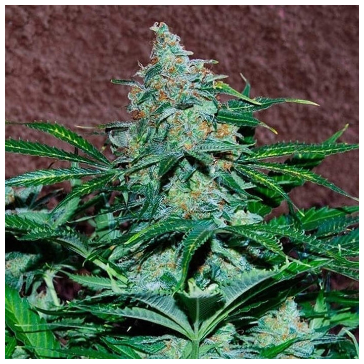 Amnesia Ryder (World of Seeds)