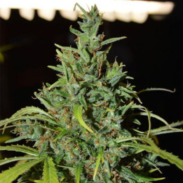Neville Haze Ryder (World of Seeds)