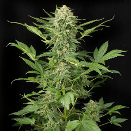 Auto Kong 4 (Paradise Seeds)