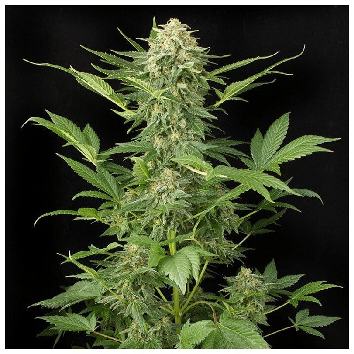 Auto Kong 4 (Paradise Seeds)