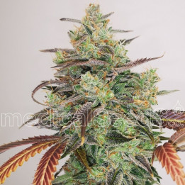 Y Griega CBD 2.0 (Medical Seeds)