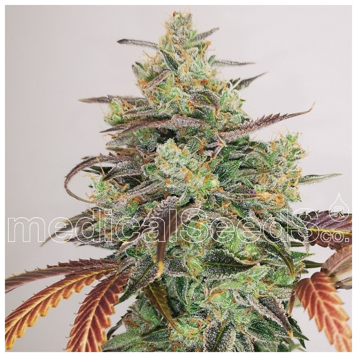 Y Griega CBD 2.0 (Medical Seeds)