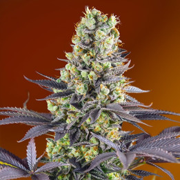 Sweet Zkittlez (Sweet Seeds)