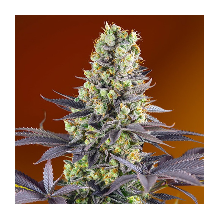 Sweet Zkittlez (Sweet Seeds)
