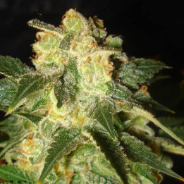 Pakistan Ryder (World of Seeds)