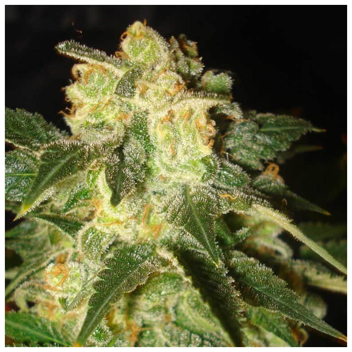 Pakistan Ryder (World of Seeds)