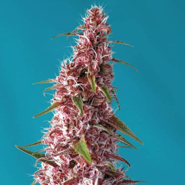 Red Pure Auto CBD (Sweet Seeds)