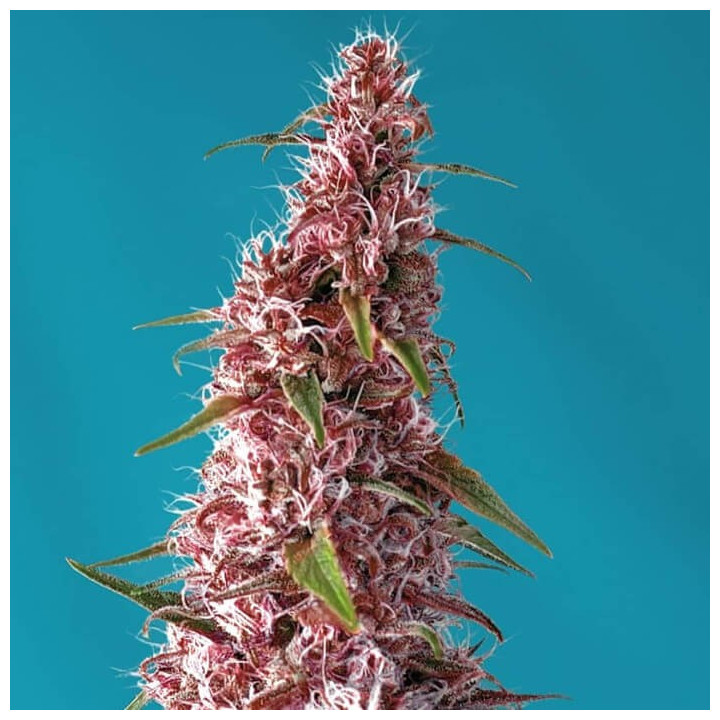 Red Pure Auto CBD (Sweet Seeds)