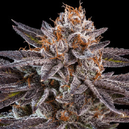 OMG (Ripper Seeds)