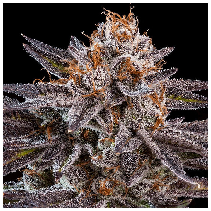 OMG (Ripper Seeds)