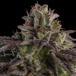 OMG (Ripper Seeds)