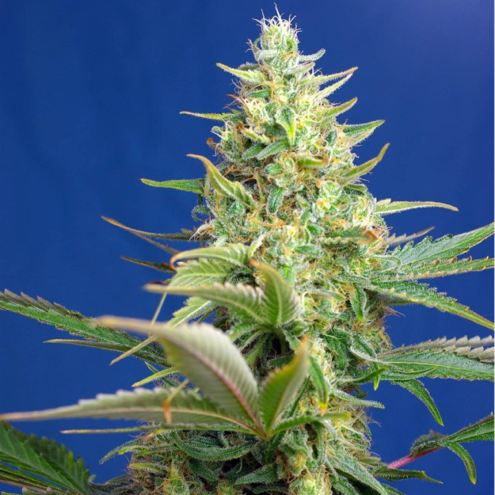 Sweet Pure CBD Auto (Sweet Seeds)