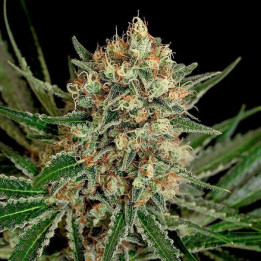Txerri Bilbo Haze (Genehtik)