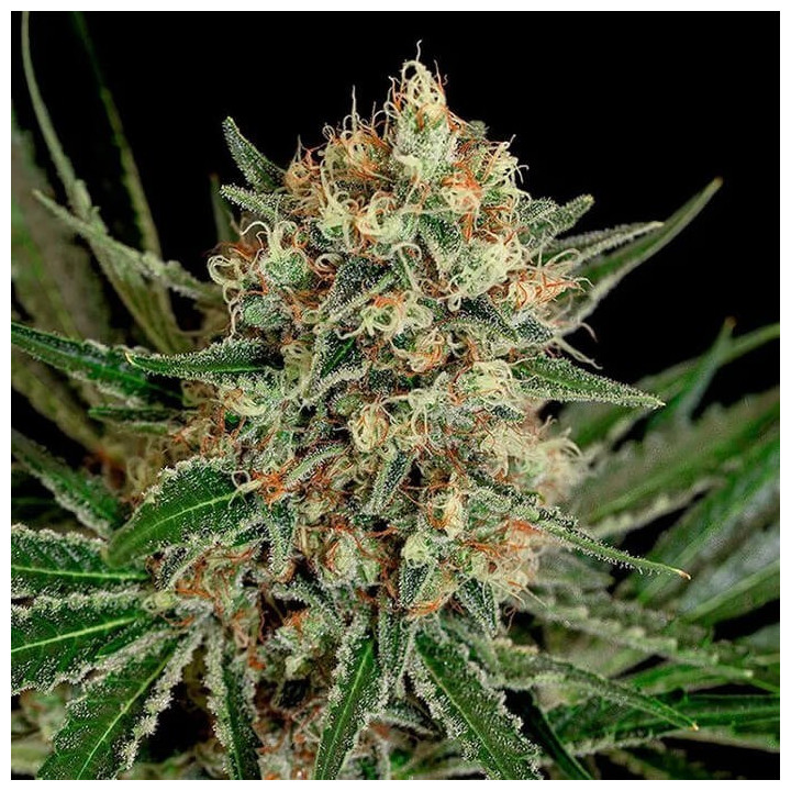Txerri Bilbo Haze (Genehtik)