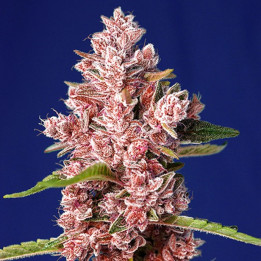 Tropicanna Poison F1 Fast Version (Sweet Seeds)