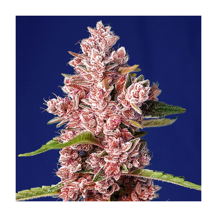 Tropicanna Poison F1 Fast Version (Sweet Seeds)