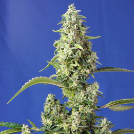 Gorilla Girl XL Auto (Sweet Seeds)