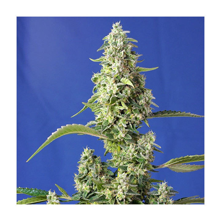 Gorilla Girl XL Auto (Sweet Seeds)