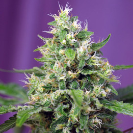 Sweet Amnesia Haze XL Auto (Sweet Seeds)