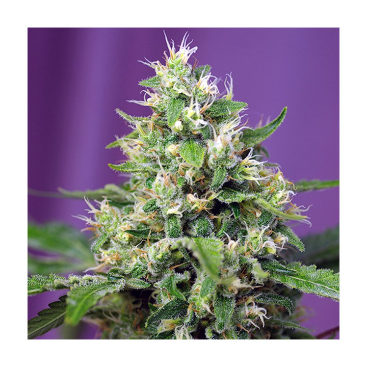 Sweet Amnesia Haze XL Auto (Sweet Seeds)