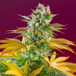 Gorilla Girl F1 Fast Version (Sweet Seeds)