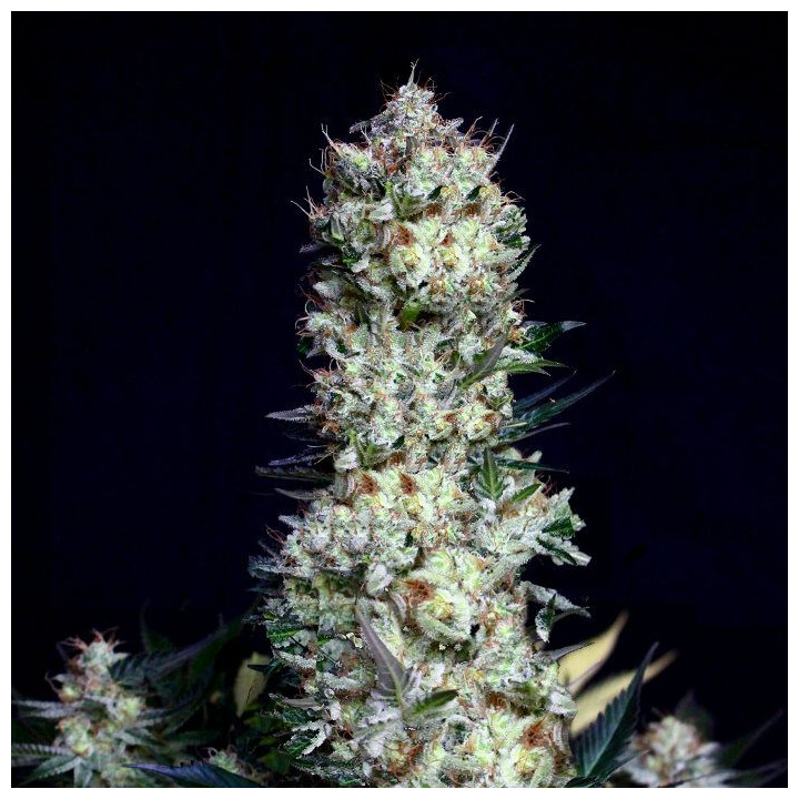 Rittus Haze (Absolute Cannabis Seeds)