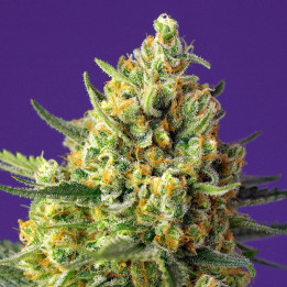Crystal Candy XL Auto (Sweet Seeds)