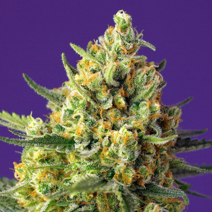 Crystal Candy XL Auto (Sweet Seeds)