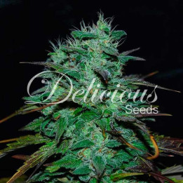 Chocobang (Delicious Seeds)