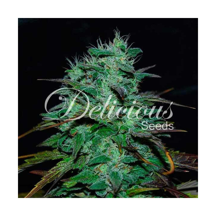 Chocobang (Delicious Seeds)